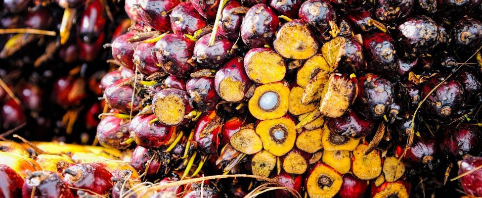 RSPO Piegādes ķēdes sertifikācija palmu eļļai