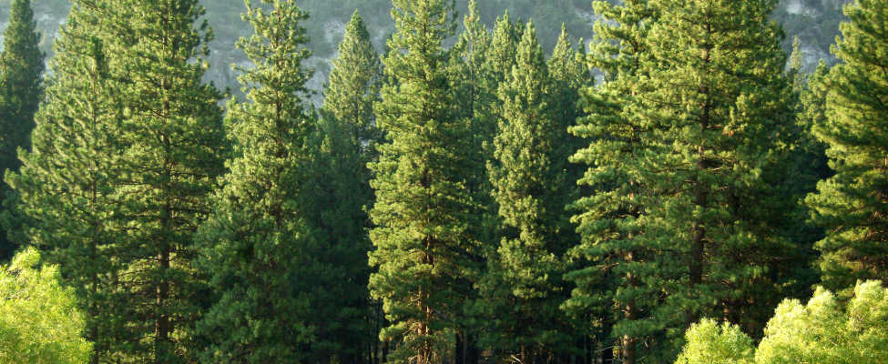 PEFC Koksnes piegādes ķēdes sertifikācija