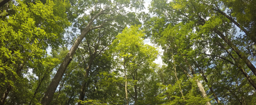 FSC<sup>®</sup> Mežu apsaimniekošanas sertifikācija