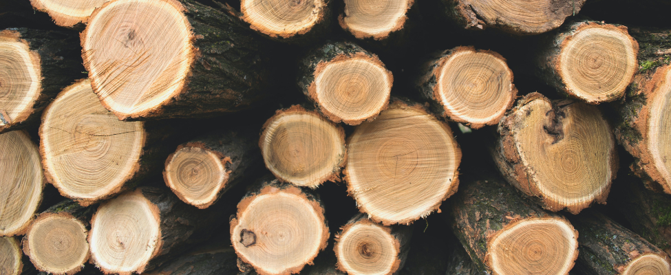 FSC kontrolētās koksnes standarta tulkojums latviešu valodā