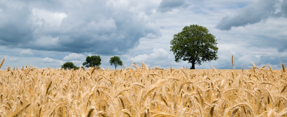 Sniedzam ilgtspējas un oglekļa emisiju sertifikācijas pakalpojumu