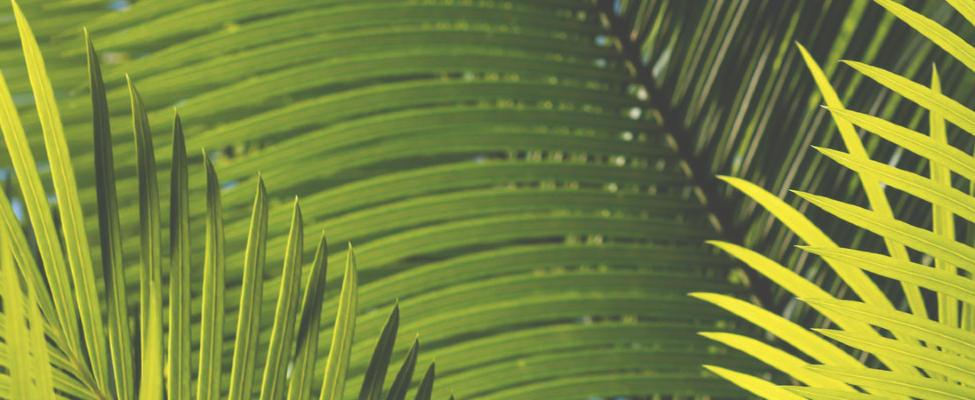 Kas slēpjas aiz RSPO preču zīmes?