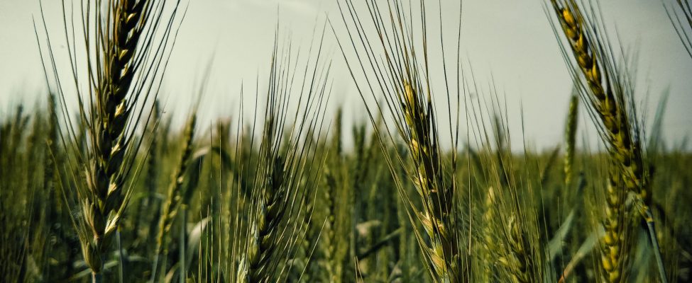 GLOBALG.A.P. laba lauksaimniecības prakse