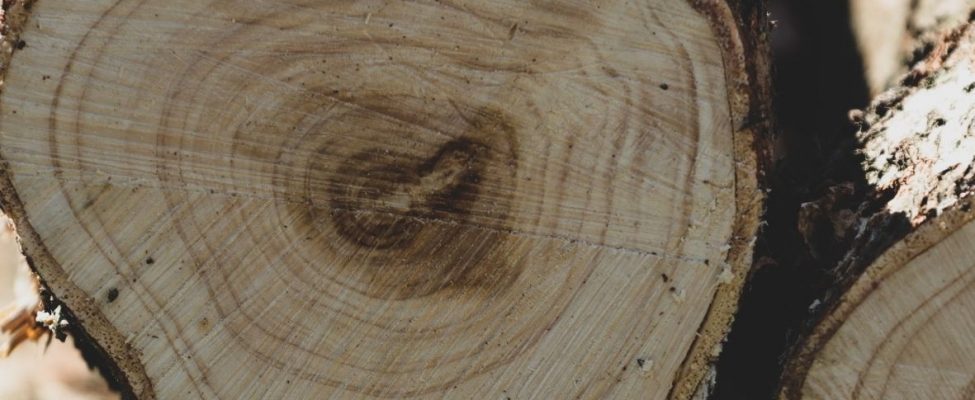 PEFC publicē jaunu PEFC produktu grupu sarakstu