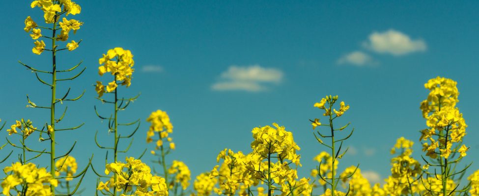 Ir apstiprināta ISCC EU atzīšana saskaņā ar RED II