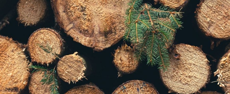 Krievijas un Baltkrievijas kokmateriāli tiek uzskatīti par “konflikta kokmateriāliem”