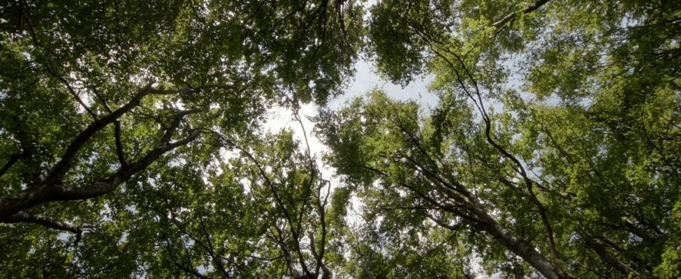 Forest Stewardship Council® (FSC®) ir publicējis atjaunotu administratīvās maksas politiku, kas stājas spēkā no 2023. gada 1. janvāra.