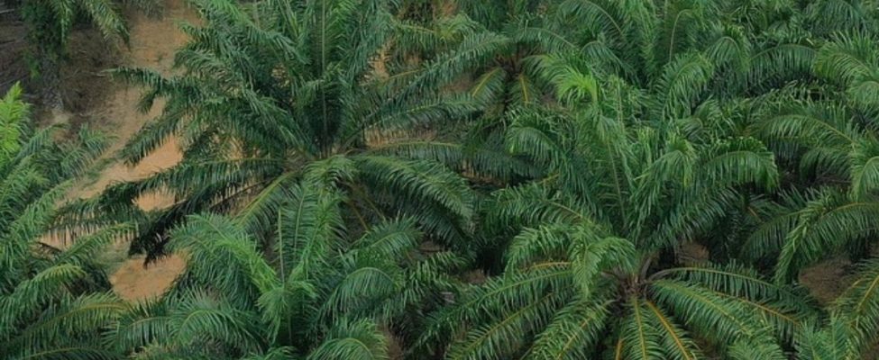 Assurance Services International piešķir BM Certification akreditāciju RSPO piegādes ķēdes sertifikācijai