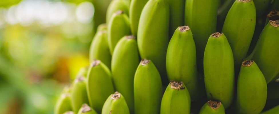 Ilgtspējība banānu nozarē – Rainforest Alliance banānu programma
