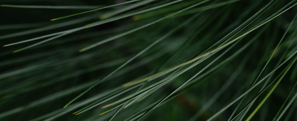 PEFC uz nenoteiktu laiku pagarināja skaidrojumu “Konfliktu kokmateriāli” kokmateriāliem no Krievijas un Baltkrievijas