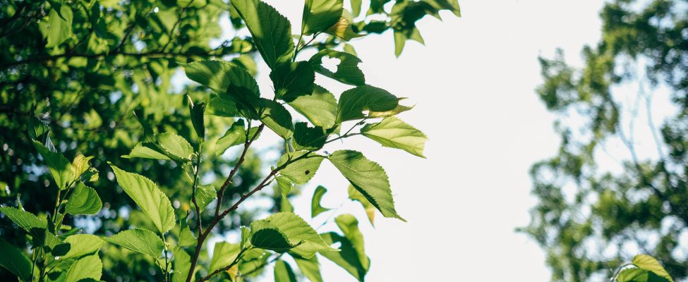 “Nepārtrauktās uzlabošanas procedūra” (FSC-PRO-30-011)