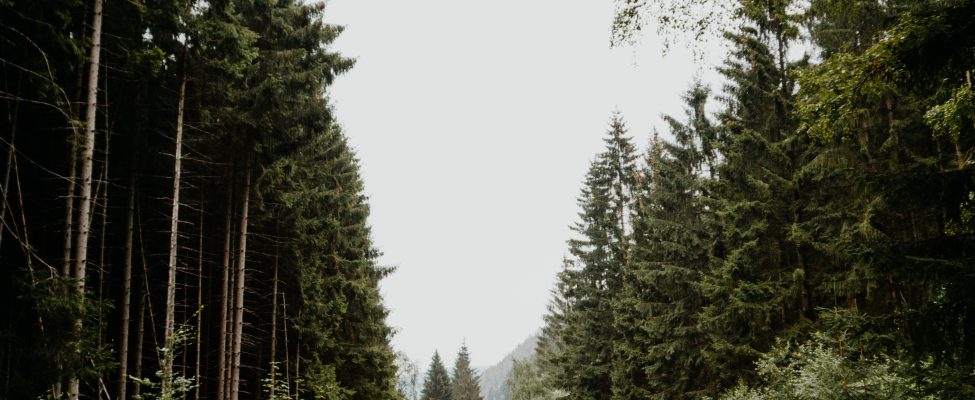 FSC® publicējusi jaunu asociācijas politikas versiju V3-0