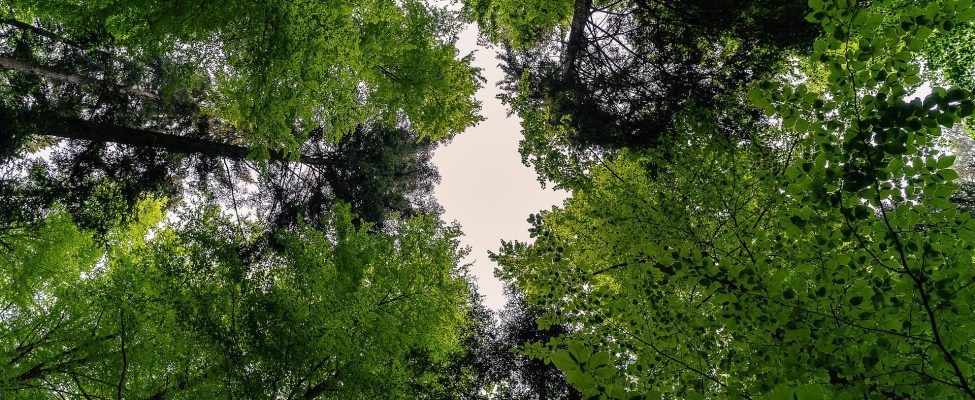 Starptautiskā Mežu diena