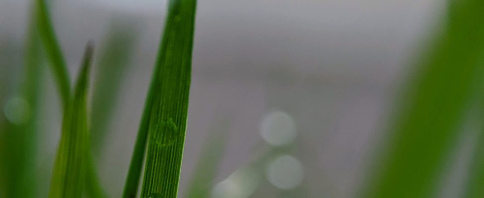 Produkta oglekļa pēdas verifikācija (ISO 14067, PAS 2050)