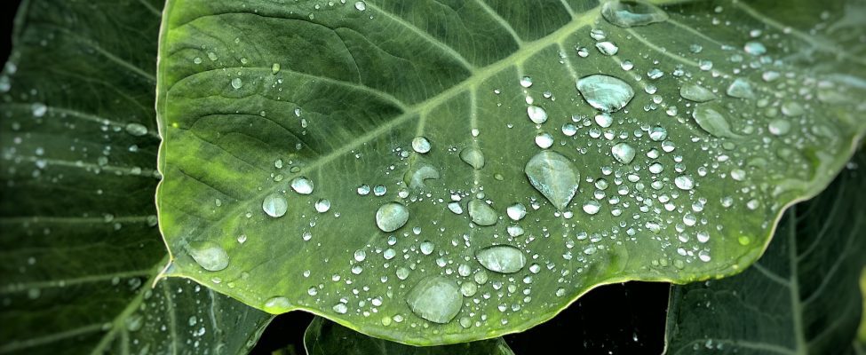 ISO 14046 Ūdens pēdas nospieduma verifikācija