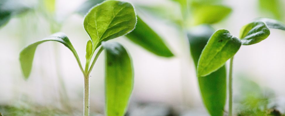 BM Certification papildina pakalpojumu klāstu ar vairākiem Oglekļa pēdas nospieduma verifikācijas pakalpojumiem