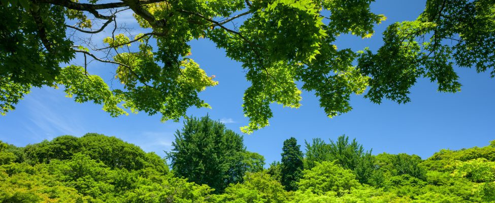 Vides ilgtspējas sasniegšana: meža apsaimniekošana un ES taksonomijas regula