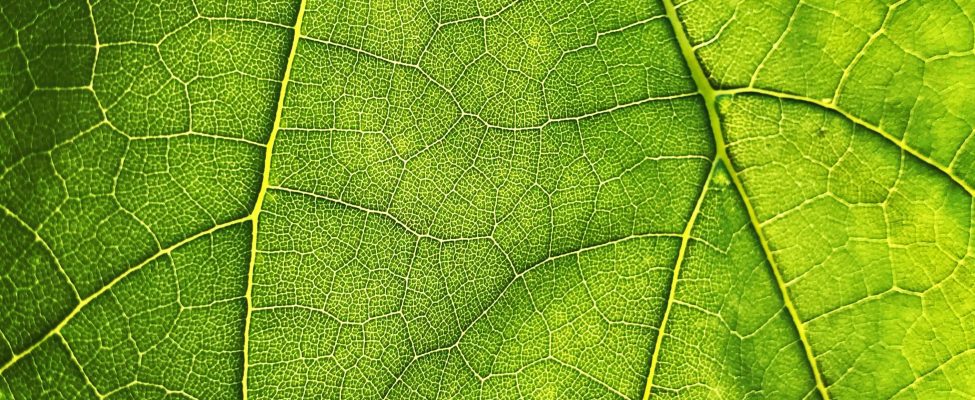 ES Atmežošanas regula (EUDR)