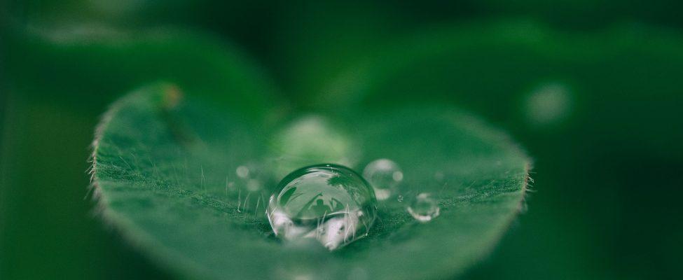 Zemkopības ministrija publicē indikatīvu izvērtējumu par meža biomasas atbilstību ilgtspējas kritērijiem