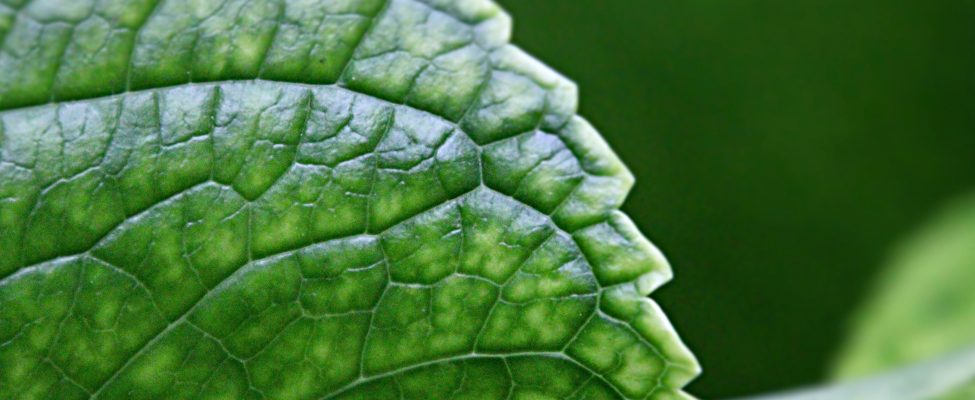 Mūsu akreditācijas