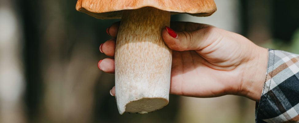 Meži, pārtika un piegādes ķēdes sertifikācijas nozīme