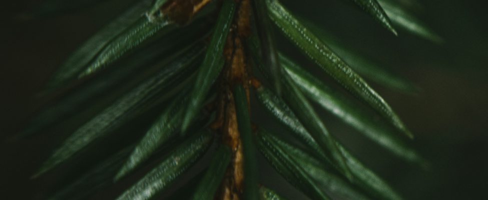 PEFC Padome ir parakstījusi līgumu ar BM Certification par PEFC RED II auditu veikšanu