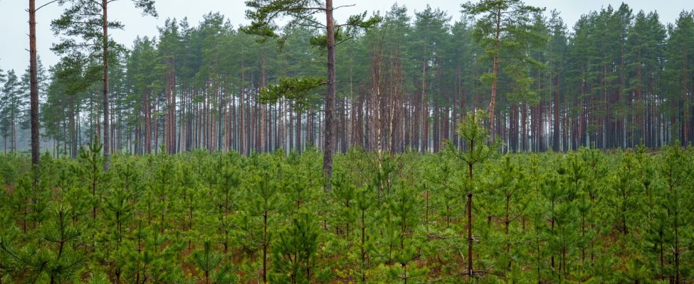AS “Latvijas Valsts Meži” saņem pirmo PEFC RED II sertifikātu Latvijā