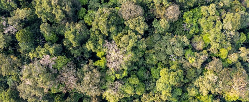 PEFC Ģenerālā Asambleja apstiprina RED III standartus